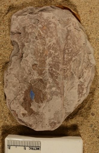 Fontainea grandifolia