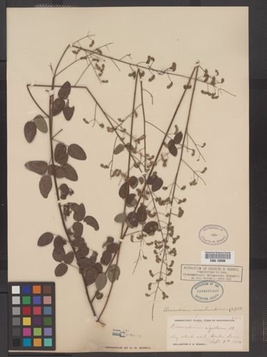 Desmodium marilandicum