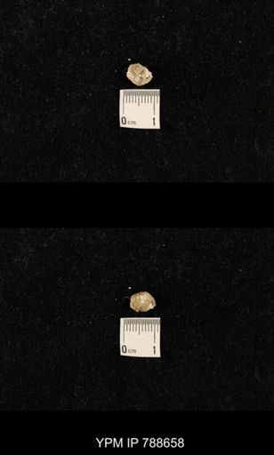 undet. Brachiopoda