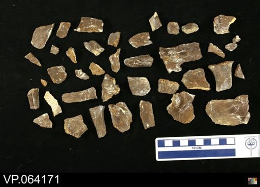 undet. Mosasauridae