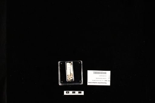 Paramesotriton caudopunctatus