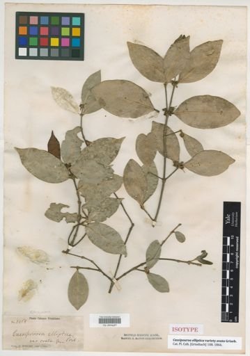 Cassipourea elliptica