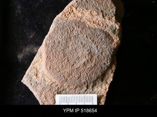undet. Eldoniidae