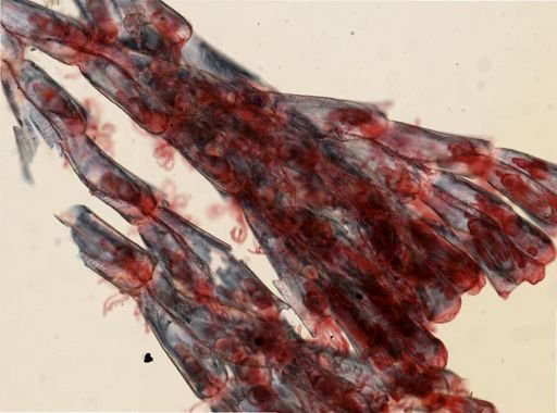 Crisularia turrita