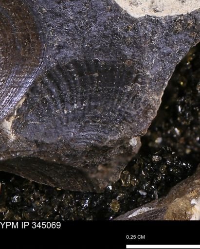 Limopsis striatopunctatus