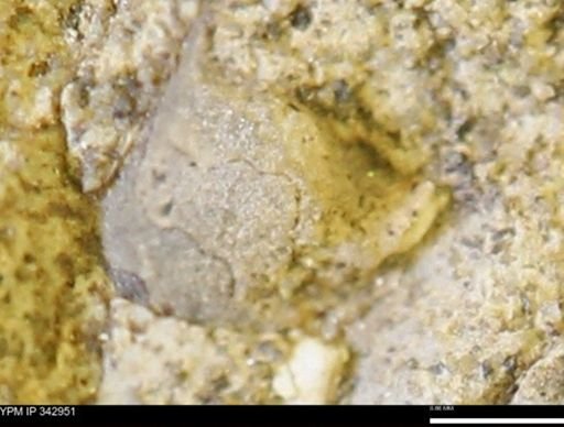 undet. Ammonoidea