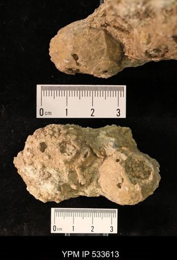 undet. Crinoidea