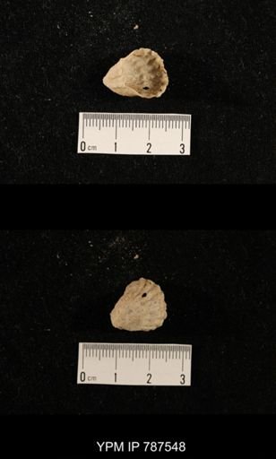 undet. Brachiopoda