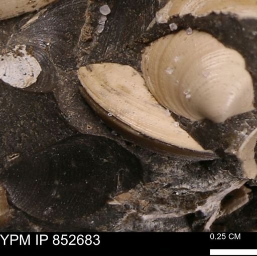 Limopsis striatopunctatus