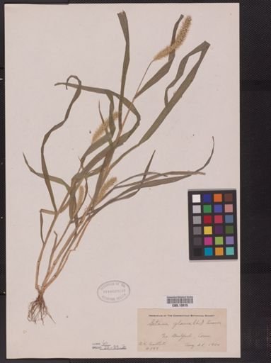Setaria glauca