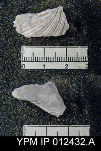 Spirifer triplicatus