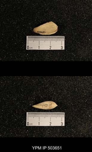 Phestia sp.