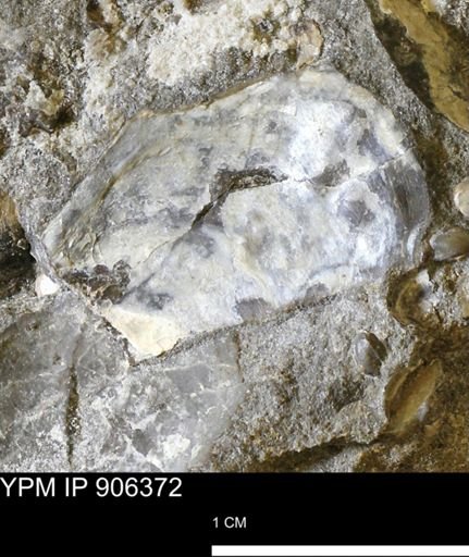 undet. Ostreacea