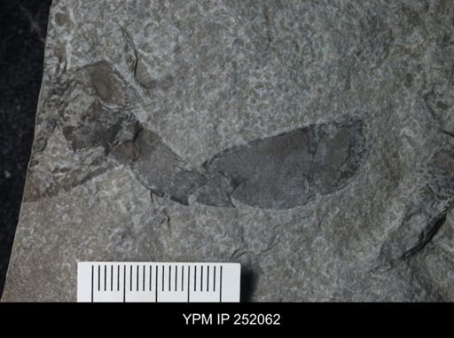Eurypterus sp.