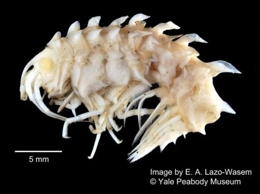 Epimeria macrodonta