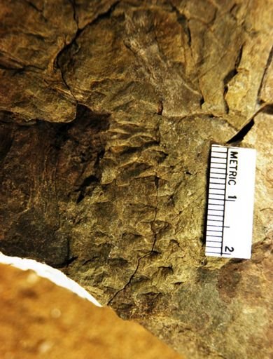 Androstrobus scutulatus