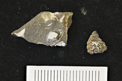 undet. Scaphitidae
