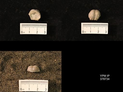 Marginifera wabashensis