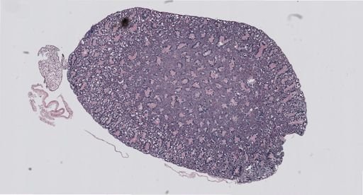 Rana clamitans