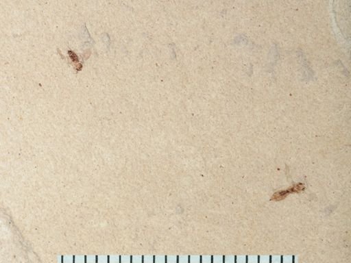 undet. Chalcidoidea