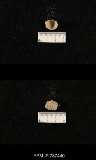 undet. Brachiopoda