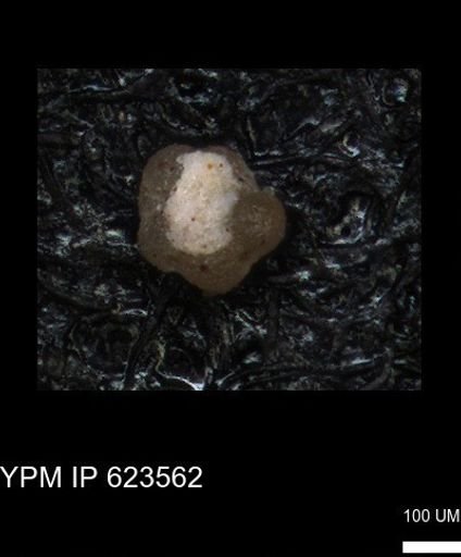 undet. Foraminiferida