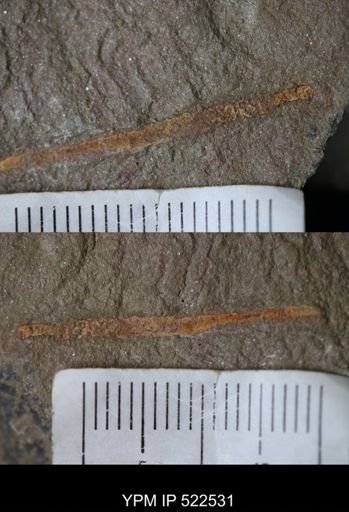 undet. Annelida