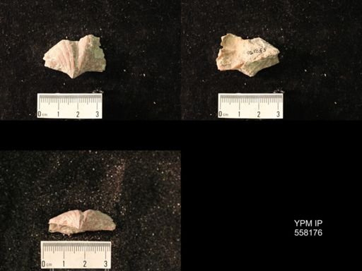 Spirifer cameratus