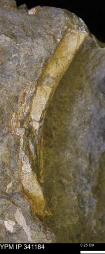 Inoceramus?