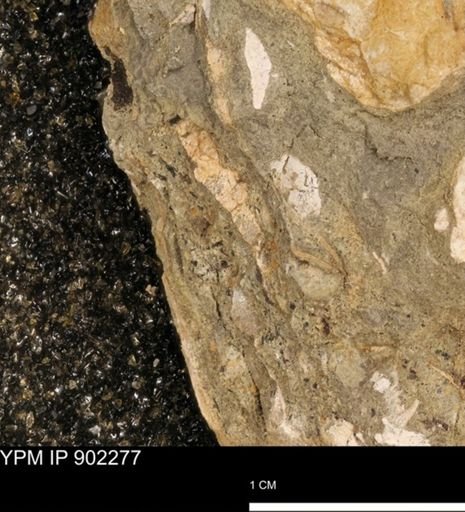 undet. Mollusca