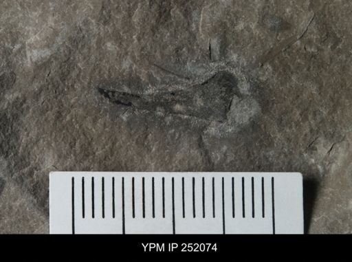 Cooksonia sp.