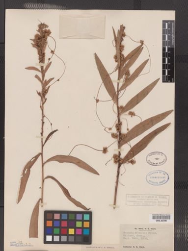 Cuscuta gronovii