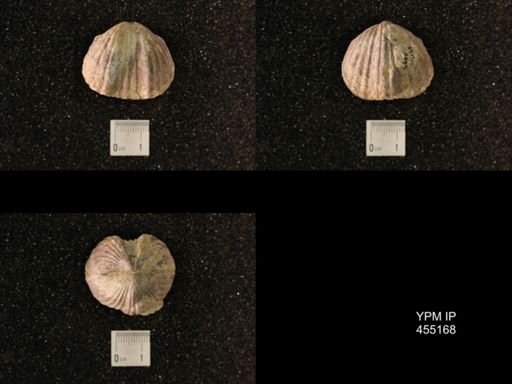 Platystrophia ponderosa