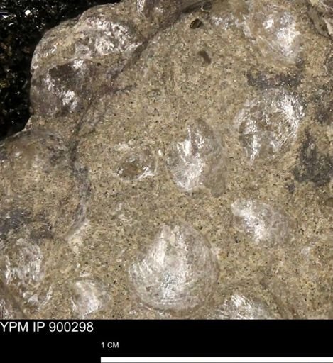 Anomia gryphorhyncha