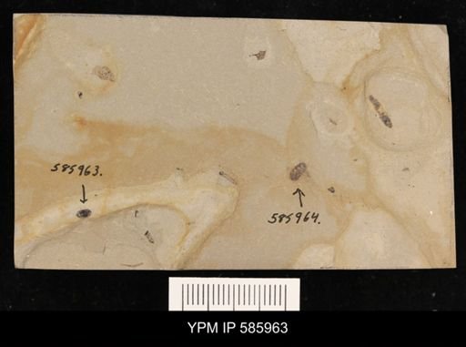 undet. Coleoptera