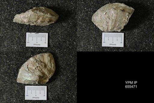 Hoploscaphites sp.