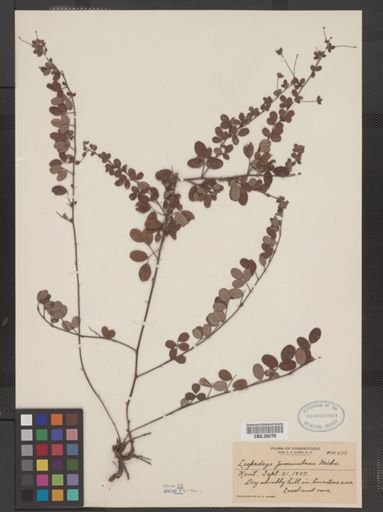 Lespedeza procumbens