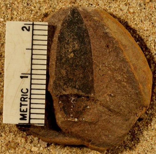 Lepidostrobus ovatifolius