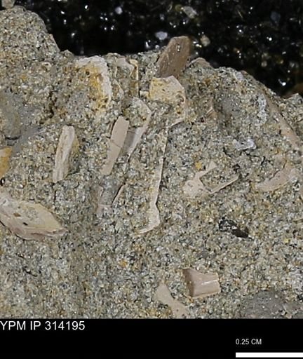 undet. Scaphopoda