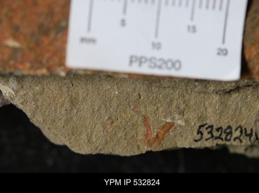 Bryozoa?