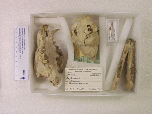 Daphoenus sp.