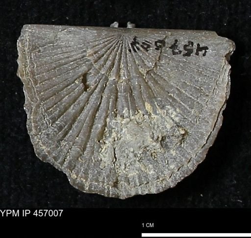Stropheodonta sp.