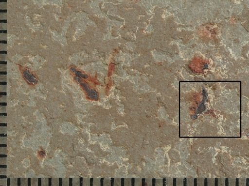 undet. Hymenoptera
