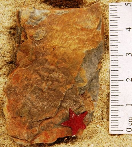 Sphenozamites grandis