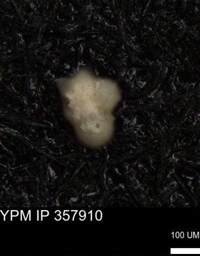 undet. Foraminiferida
