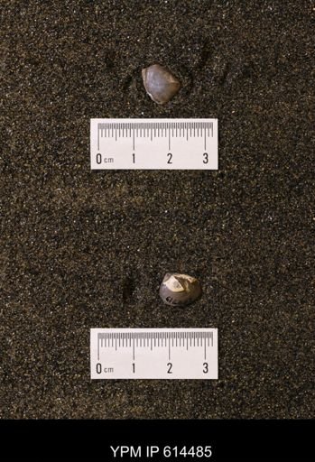 Limopsis striatopunctatus