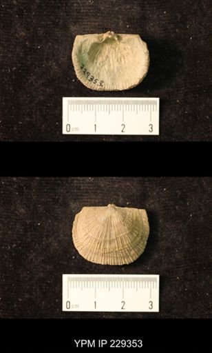 Derbya crassa texana