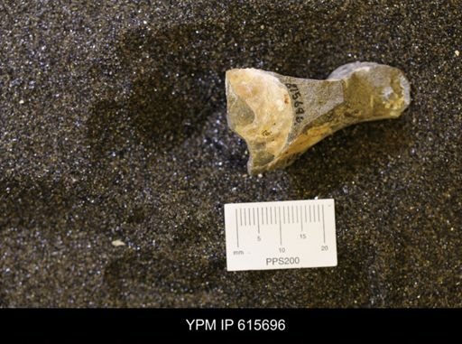 undet. Bivalvia