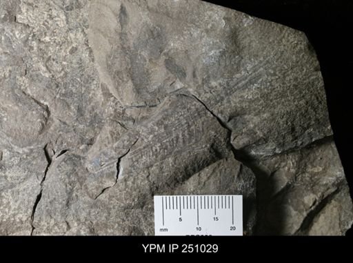 undet. Cephalopoda