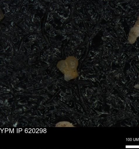 undet. Foraminiferida